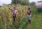 Kanit-Binmas-Polsek-Krembung-Dampingi-Warga-Kelola-Tanaman-Jagung,-Dukung-Swasembada-Pangan-Mandiri