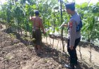 Kolaborasi-Polisi-dan-Warga-di-Kedungsumur:-Labu-Jadi-Andalan-Pangan-Lokal