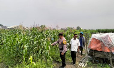 Bhabinkamtibmas-Desa-Gamping-Tinjau-Perkembangan-Tanaman-Jagung-dalam-Rangka-Dukung-Program-Ketahanan-Pangan-Nasional