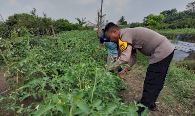 Polsek-Taman-Dampingi-Warga-Masifkan-Ketahanan-Pangan-Melalui-Tanaman-Hortikultura-di-Desa-Sambibulu