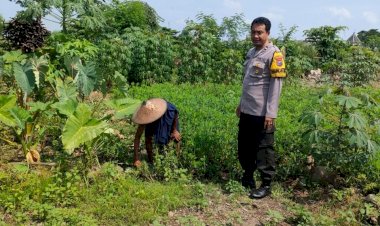 Aiptu-Supariyanto-Dampingi-Petani-Tanam-Cabai-dan-Kemangi-Tingkatkan-Ketahanan-Pangan