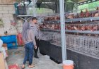 Bhabinkamtibmas-Desa-Keboan-Anom-Bersama-Petani-Ayam-Petelur-Laksanakan-Pengecekan-Kandang-dan-Persiapan-Panen