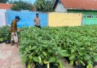 Wujud-Ketahanan-Pangan,-Warga-Desa-Lemujut-Kelola-Lahan-Pekarangan-untuk-Tanaman-Terong