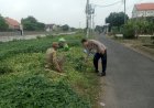 POLRESTA-SIDOARJO--|-Polsek-Prambon-Dorong-Ketahanan-Pangan-di-Desa-Gedangrowo-dengan-Tanam-Ketela-Sayur-di-Lahan-Kosong