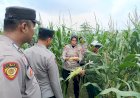 Tim-Monitoring-Program-Ketahanan-Pangan-Polresta-Sidoarjo-Tinjau-Optimalisasi-Pengelolahan-Lahan-Bergizi-di-Balongbendo