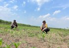 Polsek-Krembung-Siapkan-Lahan-Jagung-di-Desa-Wonomlati-untuk-Percontohan-Ketahanan-Pangan