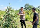 Bhabinkamtibmas-Sambibulu-Polsek-Taman-Bersama-Warga-Tinjau-Lahan-Hortikultura-Ketahanan-Pangan