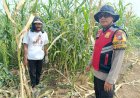 Bhabinkamtibmas-Singkalan-Laksanakan-Patroli-Ketahanan-Pangan-di-Lahan-Jagung
