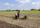 Kanit-Binmas-Polsek-Krembung-Dampingi-Petani-Garap-Lahan-Ketahanan-Pangan