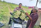 Bhabinkamtibmas-Desa-Jiken-Tinjau-Lahan-Sayur-Warga,-Dukung-Swasembada-Pangan-Lokal