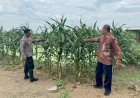 Polisi-di-Krembung-Rawat-Tanaman-Jagung-untuk-Dukung-Swasembada-Pangan