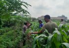 Bhabinkamtibmas-Polsek-Waru-Pantau-Jagung-di-Bungurasih-Dukung-Swasembada-Pangan