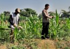 Polsek-Krian-Perkuat-Pendampingan-Petani,-Pertumbuhan-Jagung-di-Desa-Jatikalang-Terus-Dipantau