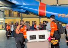 Terbang-dengan-Pesawat-Khusus,-Polri-Kerahkan-10-K9-SAR-Berpengalaman-ke-Flores,-Misi-Pencarian-Korban