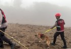 Unit-Polsatwa-Ditsamapta-Polda-Sumbar-Turunkan-K9-Spesifikasi-SAR-Telusuri-Jalur-Air-Bah