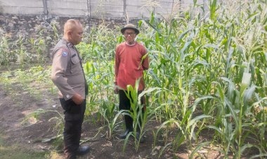 Ketahanan-Pangan-Polri-Diperkuat,-Bhabinkamtibmas-Polsek-Buduran-Kawal-Ladang-Jagung-Demi-Sukseskan-Swasembada-Pangan
