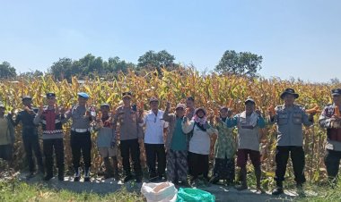 Polresta-Sidoarjo-Dorong-Swasembada-Pangan,-Berhasil-Panen-Raya-Jagung-Hibrida-di-Porong
