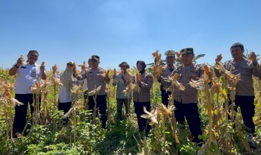 Panen-Raya-Jagung-di-Punggul,-Polsek-Gedangan-Perkuat-Swasembada-Pangan