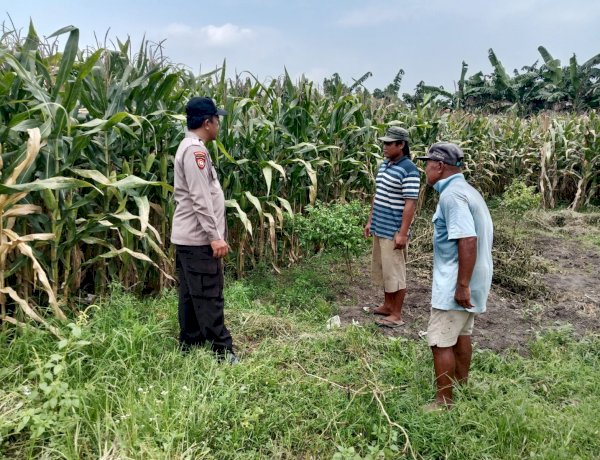Polsek Balongbendo Tinjau Kesiapan Panen Jagung, Dukung Ketahanan Pangan