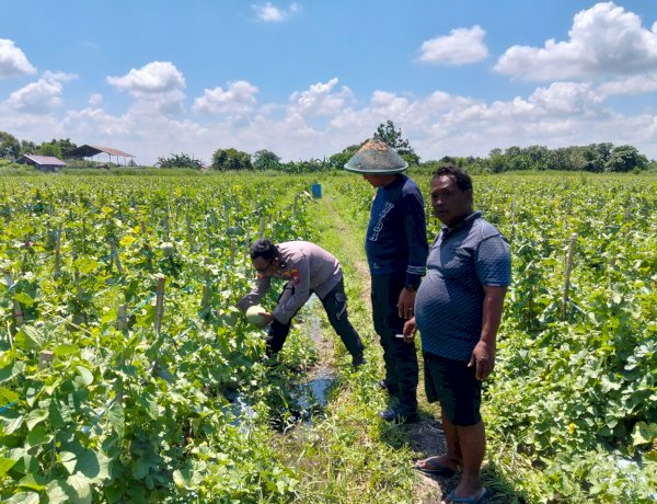 Polresta Sidoarjo Dorong Swasembada Pangan, Lahan Melon di Prambon Siap Panen