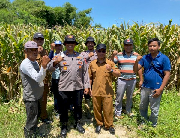 Polsek Balongbendo Intensifkan Pengelolaan Ketahanan Pangan Jagung Hibrida