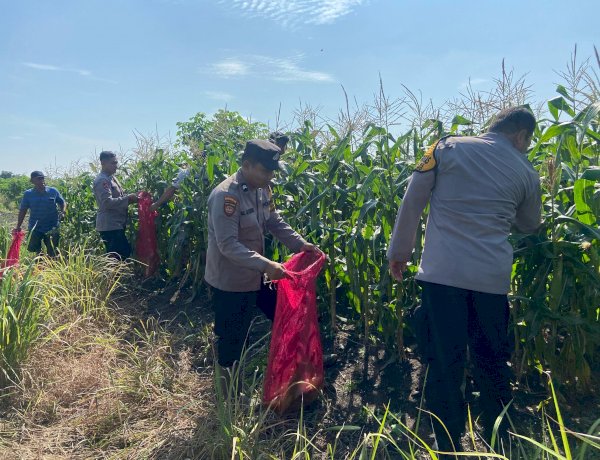 Kanit Binmas Polsek Krembung Apresiasi Perkembangan Tanaman Jagung di Desa Lemujut