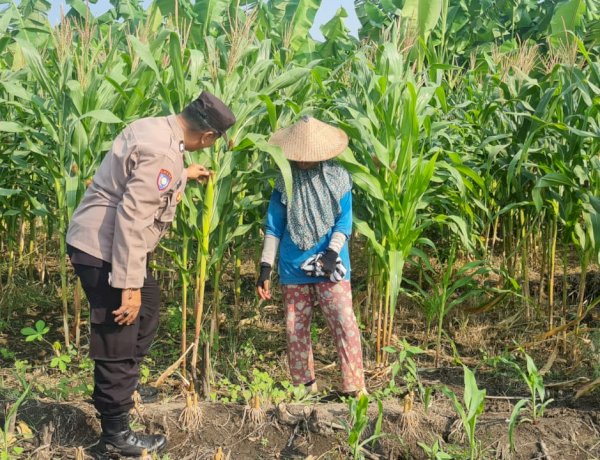 Polsek Candi Dampingi Petani Pantau Pertumbuhan Jagung Dukung Ketahanan Pangan
