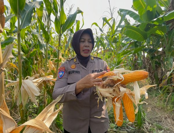 Kanitbinmas Polsek Gedangan Perkuat Swasembada Pangan 2026, Polisi dan Petani Bersinergi di Sidoarjo