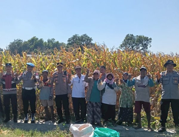 Polresta Sidoarjo Dorong Swasembada Pangan, Berhasil Panen Raya Jagung Hibrida di Porong