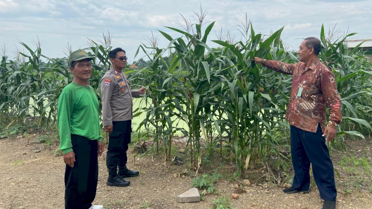 Polresta-Sidoarjo-Optimalkan-Swasembada-Pangan,-Dampingi-Petani-Jagung-di-Krembung