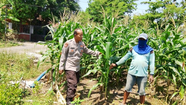 Polsek-Prambon-Kontrol-Lahan-Jagung,-Antisipasi-Dampak-Cuaca-terhadap-Ketahanan-Pangan