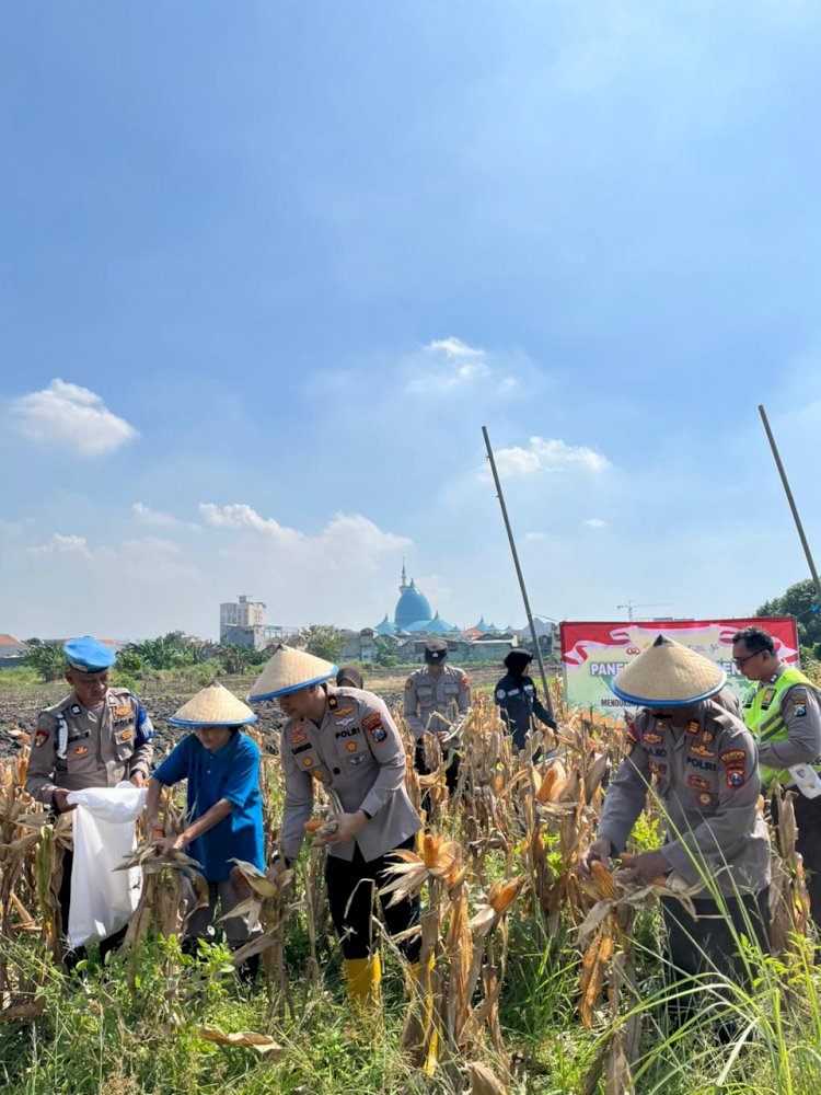 Polsek Taman Panen Jagung Serentak di Lahan Lingkar Mas Sepanjang, Dukung Ketahanan Pangan Nasional