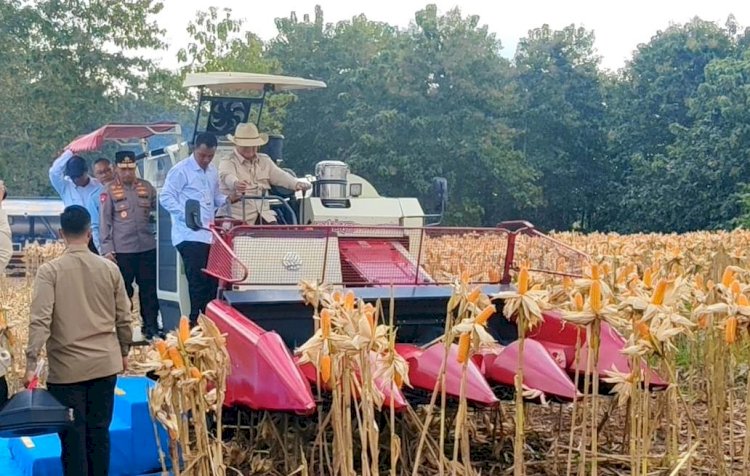 Presiden Prabowo dan Kapolri Panen Raya Jagung Nasional di Tuban Perkuat Ketahanan Pangan
