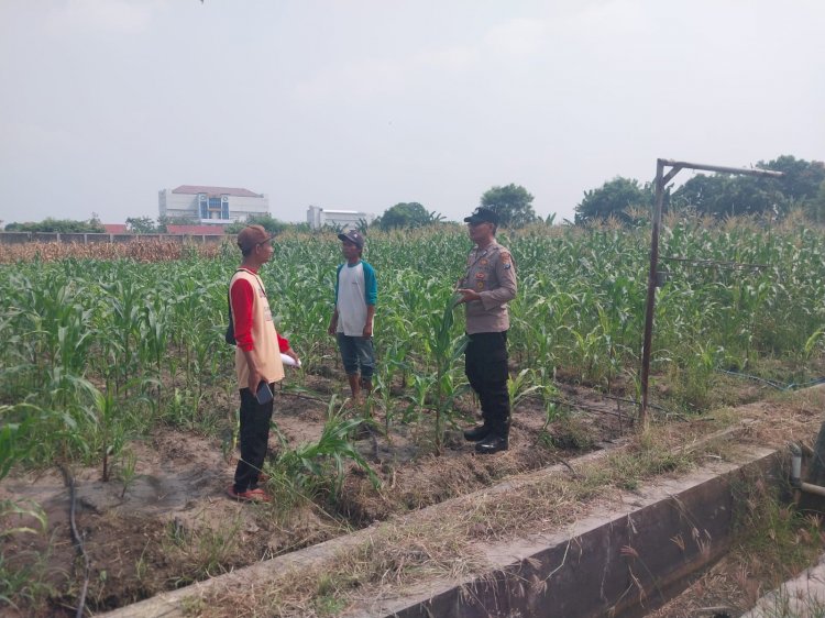 Polsek Porong Pantau Pertumbuhan Jagung di Desa Pesawahan, Dukung Ketahanan Pangan Nasional