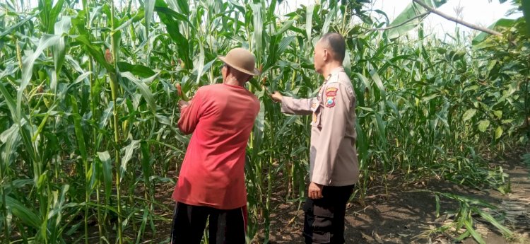 Dukung Ketahanan Pangan Bhabinkamtibmas Desa Sukorejo Bersama Gapoktan Cek Tanaman Jagung
