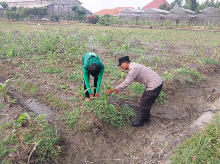Polsek Sidoarjo Kota Dampingi Petani Optimalkan Swasembada Pangan Jagung