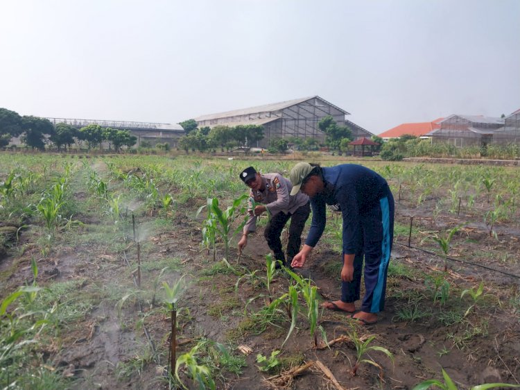 Polsek Sidoarjo Kota Intensif Dampingi Petani Jagung, Sukseskan Swasembada Pangan Nasional